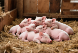 夏季豬場管理“小妙招”